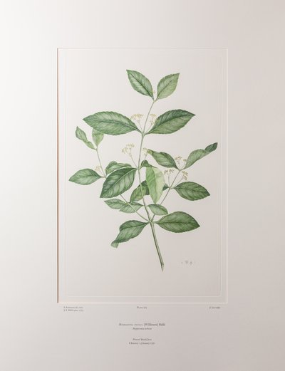 Reissantia indica (Celastraceae) - Plate 363, Banks