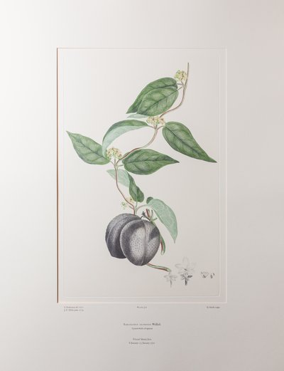 Sarcolobus globosus subsp. globosus - Plate 372, Banks