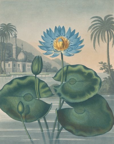 The Blue Egyptian Water Lily, September 11, 1804 by Joseph Constantine Stadler