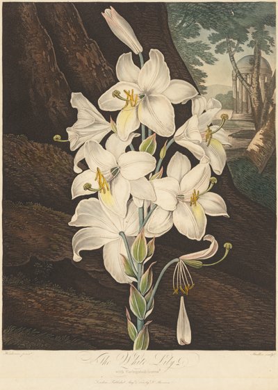 The Temple of Flora; or Garden of Nature: White Lily with Variegated Leaves by Joseph Constantine Stadler