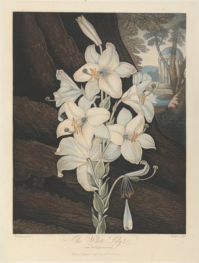 The White Lily with Variegated-Leaves, 1800, from Robert John Thornton, the 