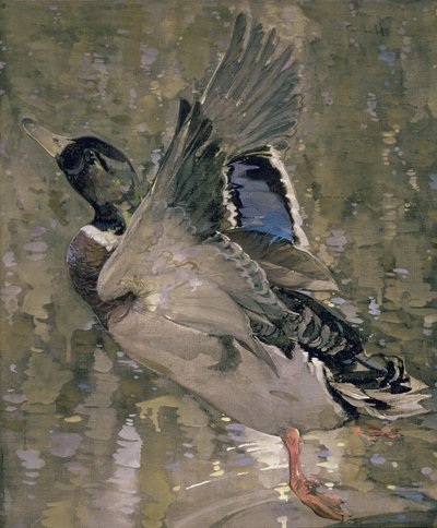 Mallard Rising by Joseph Crawhall