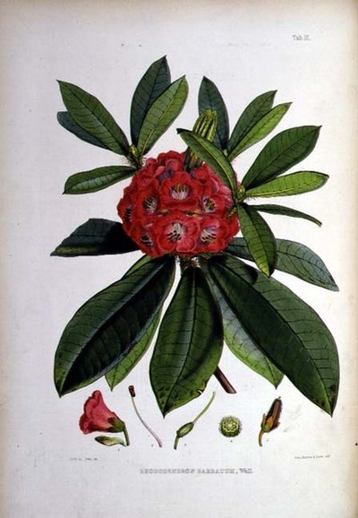 Rhododendron: Barbatum, lithograph by Walter Hood Fitch by Joseph Dalton Hooker