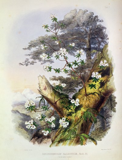 Rhododendron: Dalhousie, drawing from 