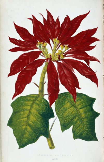Flower and Leaves of Poinsettia Pulcherrima. Botanical Board in 