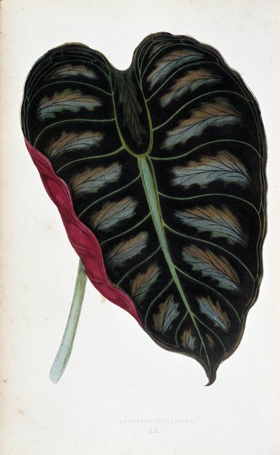 Leaf of Alocasia Metallica by Joseph Edward and Howard W Lowe