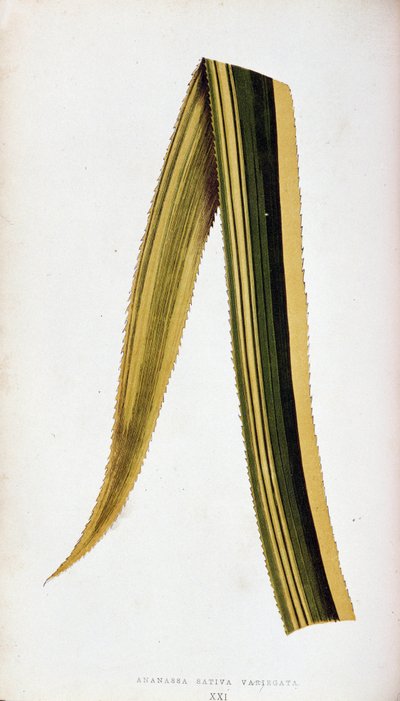 Leaf of Ananassa Sativa Variegata. Botanical plank in The colourful foliage plants by Joseph Edward and Howard W Lowe