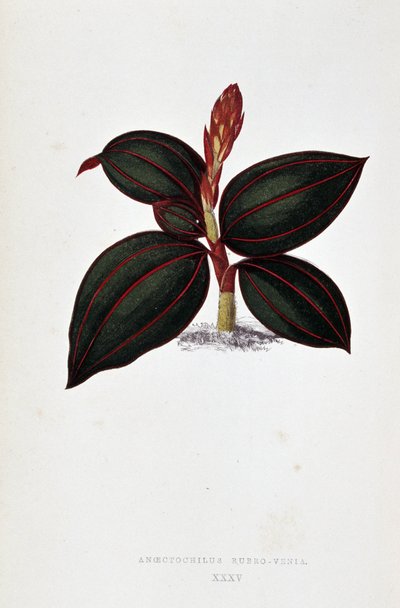 Leaf of Anoectochilus Rubro Venia by Joseph Edward and Howard W Lowe
