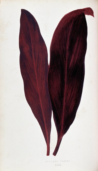 Leaf of Dracaena Ferrea in 