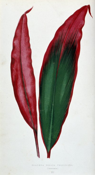 Leaf of Dracaena Ferrea Versicolor. Botanical Board in 
