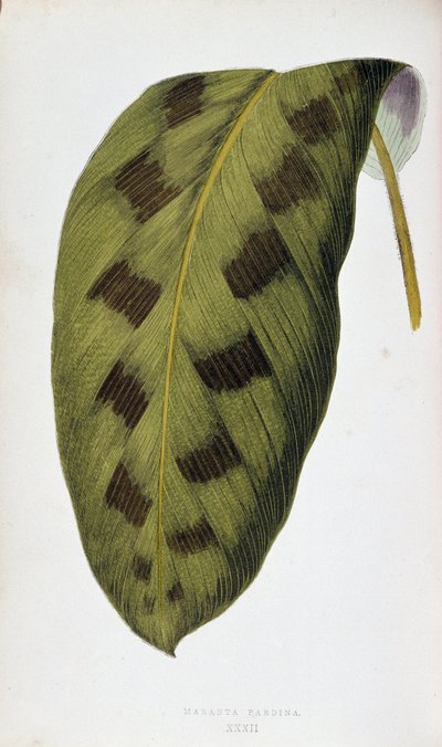 Leaf of Maranta Pardina. Botanical Board in 