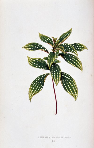 Leaf of Sonerila Margaritacea by Joseph Edward and Howard W Lowe