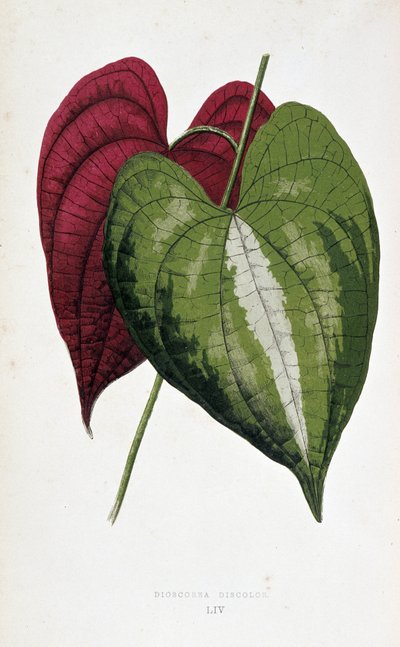 Yam Leaves in 2 Colors (Dioscorea Discolor). Botanical Board in 