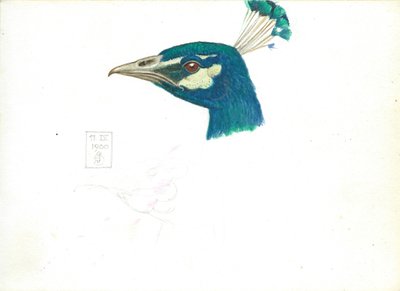 Head of a Peacock, 11 IX, 1900 by Joseph Edward Southall