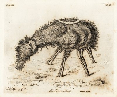 The Vegetable Lamb of Tartary by Joseph Halfpenny