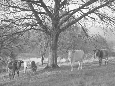 A group of cows in a field with a lake in the background by Joseph Hardman