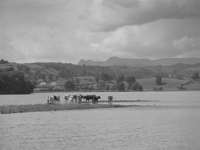 A group of cows standing on a sandbank in Esthwaite Water by Joseph Hardman