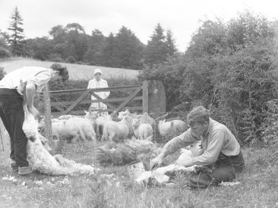 Farmers shearing lambs in a field by Joseph Hardman