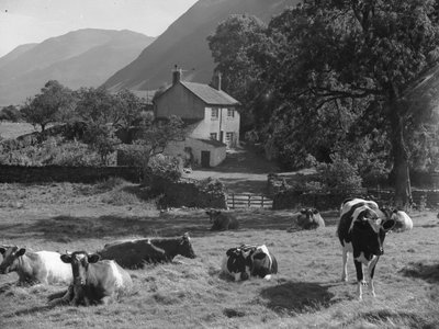 Cows lying in field near to lane and Gillerthwaite House with hills in background by Joseph Hardman
