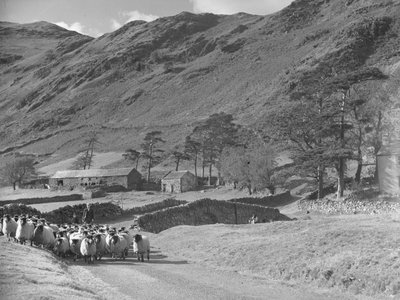 Farmer with young boy and dog driving flock of sheep towards camera by Joseph Hardman