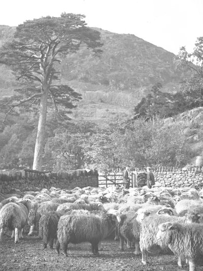 Flock of Sheep in Foreground by Joseph Hardman
