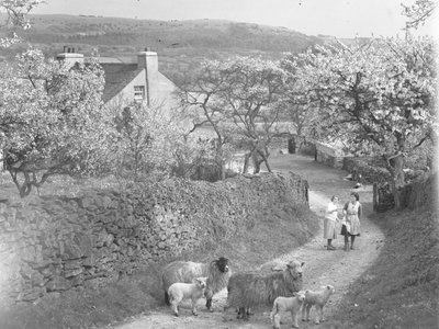 Sheep and lambs on track with blossom trees either side by Joseph Hardman
