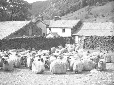 Sheep in Foreground with Farmyard and Dry Stone Wall Behind by Joseph Hardman