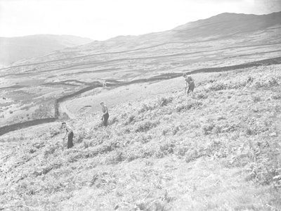 Three men in field scything bracken by Joseph Hardman