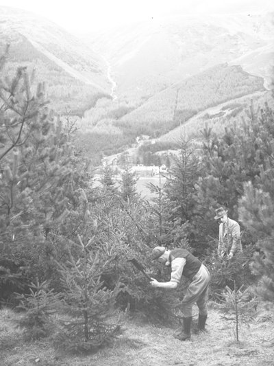 Two men felling a Christmas tree with an axe with Thirlmere behind by Joseph Hardman