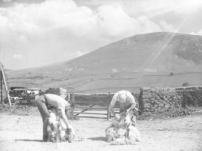 Two sheep being clipped by hand at Thirlmere by Joseph Hardman