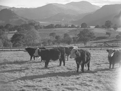 Young cows in a field with lake and hills in background by Joseph Hardman