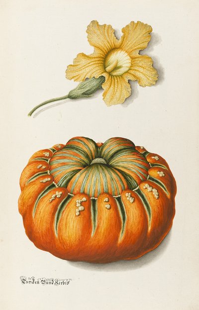 Courgette and a Pumpkin by Joseph Jacob Plenck