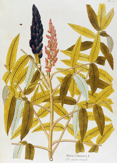 Elm-leaved sumach or Sicilian sumac (Rhus coriaria) from Icones plantarum medicinalium, Vienna by Joseph Jacob Plenck