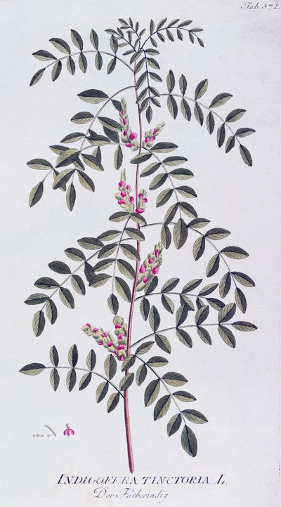 True indigo (Indigofera tinctoria) by Joseph Jacob von Plenck, from Icones plantarum medicinalium, Vienna by Joseph Jacob Plenck