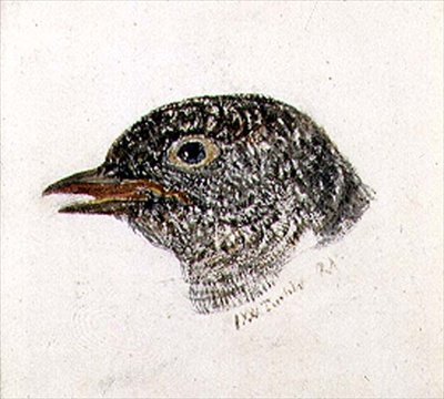 Cuckoo, from The Farnley Book of Birds, c.1816 by Joseph Mallord William Turner