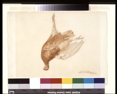 Dead Grouse by Joseph Mallord William Turner