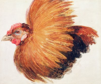 Game-Cock, from The Farnley Book of Birds, c.1816 by Joseph Mallord William Turner