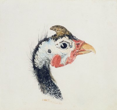 Guinea Fowl, from The Farnley Book of Birds by Joseph Mallord William Turner