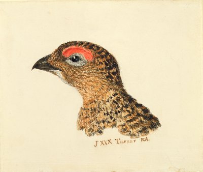 Head of Grouse, from The Farnley Book of Birds, c.1816 by Joseph Mallord William Turner