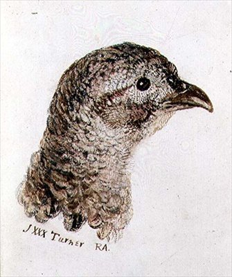 Hen Pheasant, from The Farnley Book of Birds by Joseph Mallord William Turner