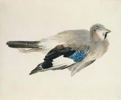 Jay, from The Farnley Book of Birds by Joseph Mallord William Turner