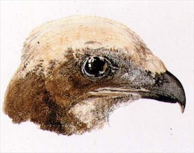 Moor Hawk, from The Farnley Book of Birds, c.1816 by Joseph Mallord William Turner