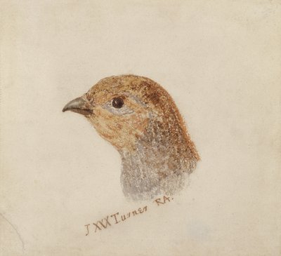 Partridge, from The Farnley Book of Birds by Joseph Mallord William Turner