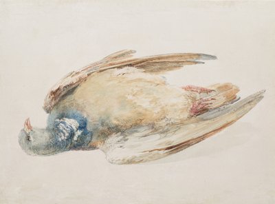 Pigeon, from The Farnley Book of Birds by Joseph Mallord William Turner