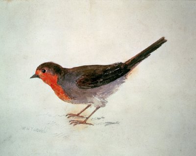 Robin, from The Farnley Book of Birds by Joseph Mallord William Turner
