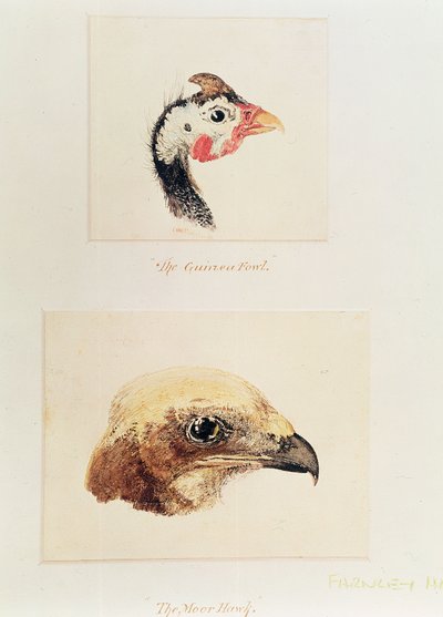 The Guinea Fowl and the Moor Hawk by Joseph Mallord William Turner