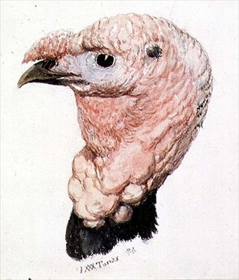 Turkey, from The Farnley Book of Birds by Joseph Mallord William Turner