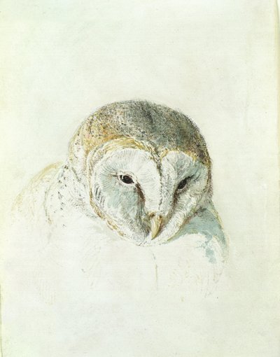White Barn Owl, from The Farnley Book of Birds by Joseph Mallord William Turner
