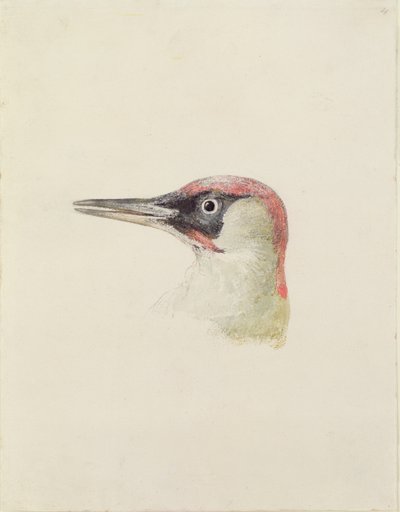 Woodpecker, from The Farnley Book of Birds, c.1816 by Joseph Mallord William Turner
