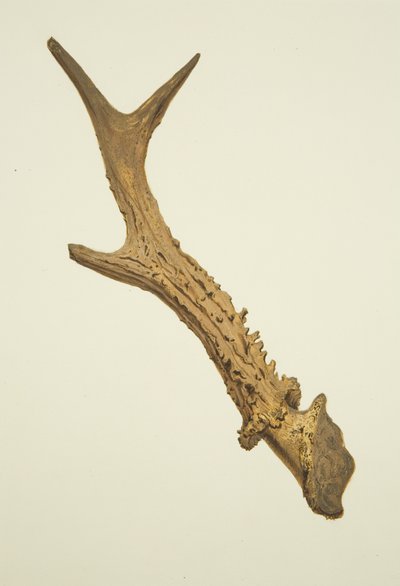 Horn dug up in St Ewen